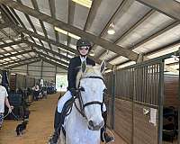 grey-star-pony