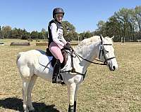 dressage-connemara-pony