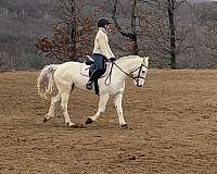 eventing-connemara-pony