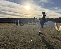 field-hunter-connemara-pony