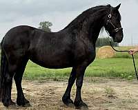 friesian-mare