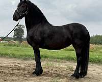 friesian-horse-for-sale