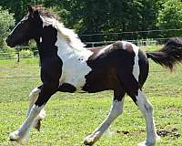 right-eye-brown-horse