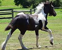 tobiano-right-eye-brown-horse