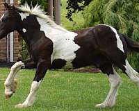 tobiano-left-eye-partial-blue-horse