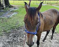 quarter-pony-for-sale