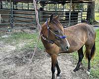 quarter-pony-filly