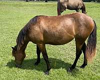 quarter-pony