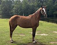 racking-saddlebred-mare