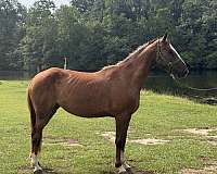 racking-saddlebred-horse-for-sale