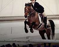 welsh-pony-mare