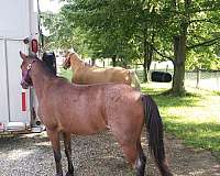 welsh-pony-for-sale