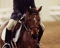 welsh-pony