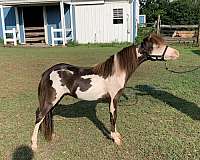 black-overo-amha-amhr-colt-stallion