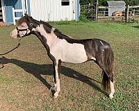overo-amha-amhr-colt-stallion