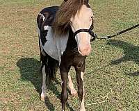 smokey-black-amha-amhr-colt-stallion
