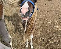 paint-mare