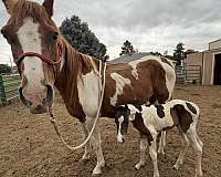 black-white-broodmare-for-sale