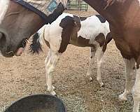 black-white-broodmare