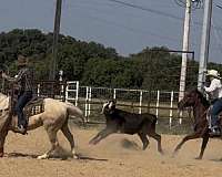 athletic-quarter-horse