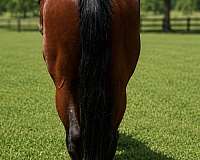 calf-roping-quarter-horse