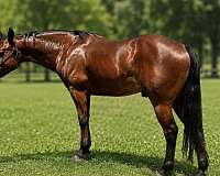 barrel-racing-quarter-horse