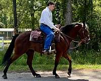 heel-quarter-horse