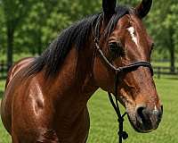 parade-quarter-horse