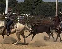 penning-quarter-horse