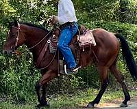 performance-quarter-horse