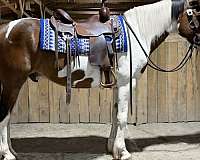 paint-gelding