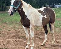 paint-horse-for-sale