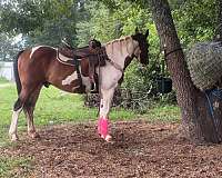 paint-horse