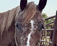 roan-appaloosa-quarter-horse-for-sale