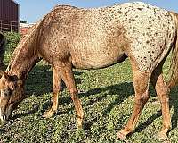 roan-halter-performance-horse