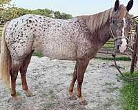halter-performance-appaloosa-quarter-horse