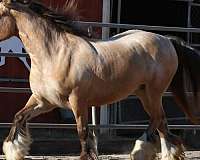 clydesdales-gypsy-vanner-horse
