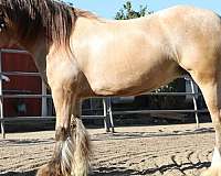future-mount-gypsy-vanner-horse