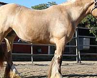 great-on-trails-gypsy-vanner-horse