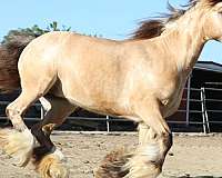 little-bit-gypsy-vanner-horse