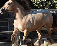 luke-gypsy-vanner-horse