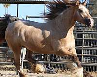 mount-gypsy-vanner-horse