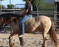riding-mare-gypsy-vanner-horse