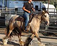 future-mount-horse