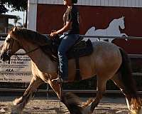 spots-gypsy-vanner-horse