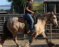 beautiful-head-mare