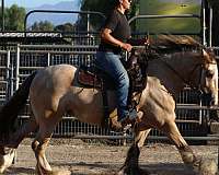 clydesdales-mare