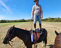 faint-snip-two-rear-white-socks-horse