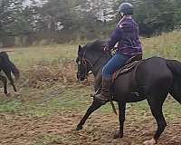 black-faint-snip-two-rear-white-socks-horse