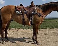 all-around-quarter-horse